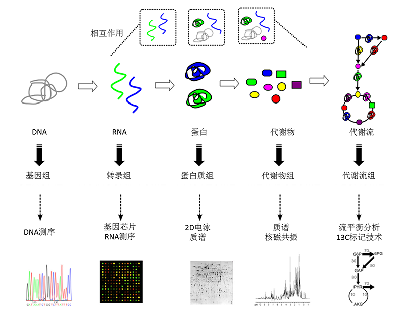 工業(yè)生物過(guò)程大數(shù)據(jù)縱向組學(xué)研究