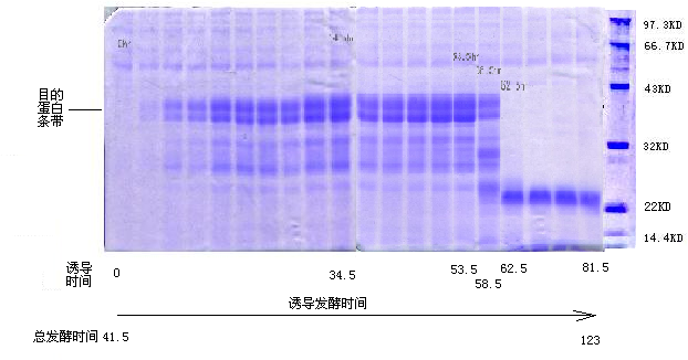 基因工程瘧疾疫苗高密度高表達(dá)