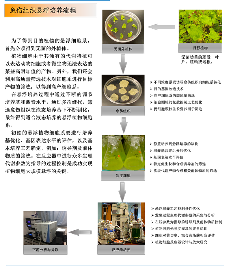 植物細(xì)胞大規(guī)模培養(yǎng)過程優(yōu)化與反應(yīng)器裝置